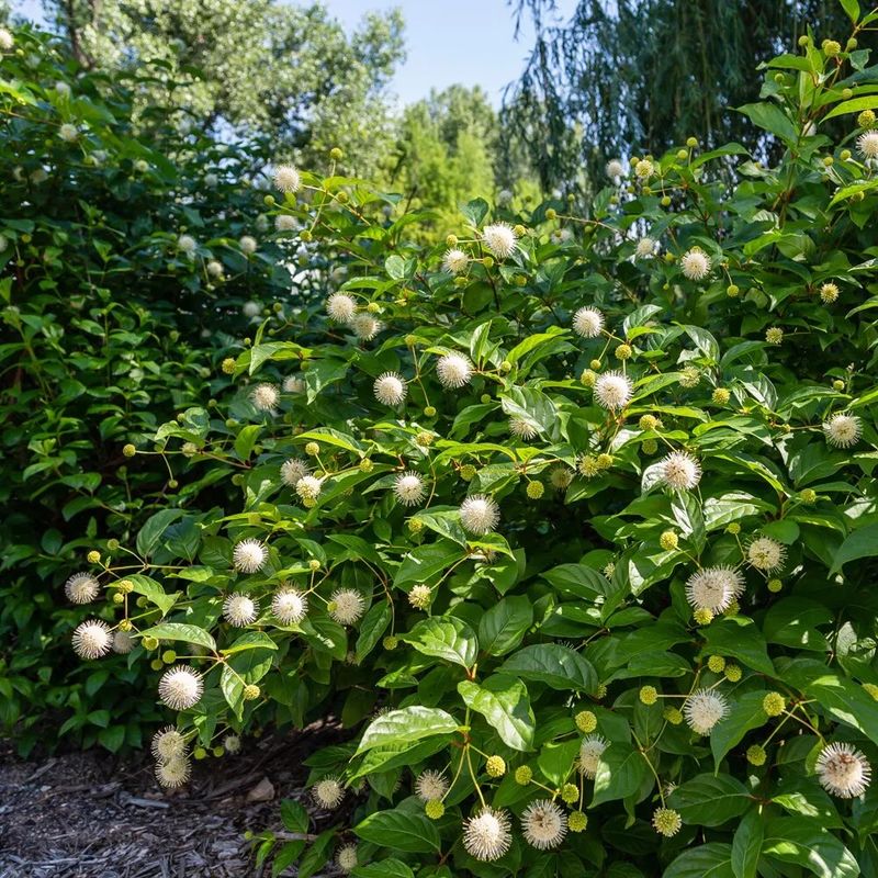 Buttonbush Handles Pennsylvania's Wettest Garden Spots