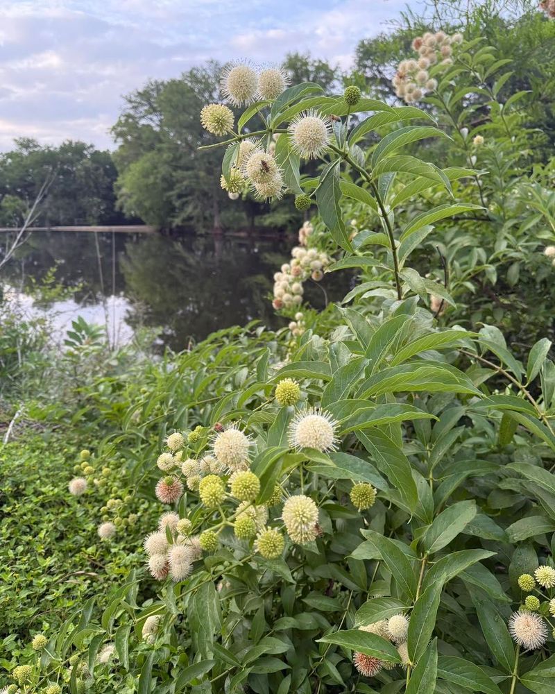 Buttonbush Loves Wet Ground