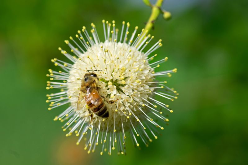 Buttonbush Thrives In Wet Areas