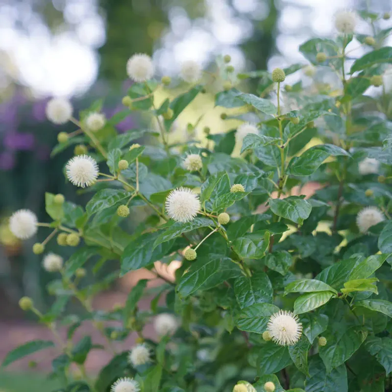 Buttonbush