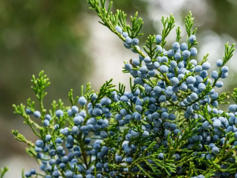 Buy A Fruiting Tree, Not Just A Green One Buy A Fruiting Tree, Not Just A Green One
