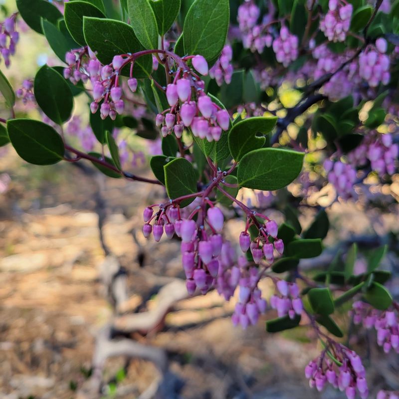 Buy Manzanita For Dry Sunny Ground