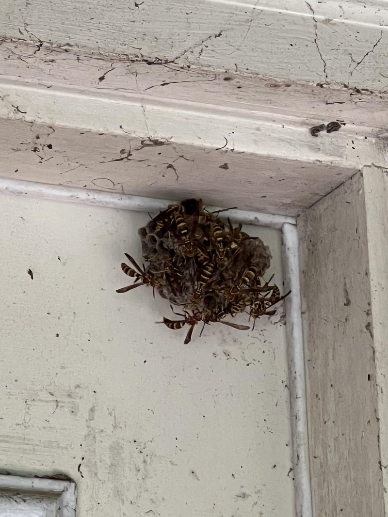 Buzzing Picks Up Around Eaves And Sheds