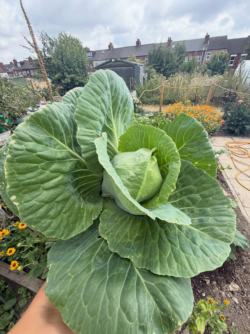 Cabbage Can Be Planted Throughout The September Window