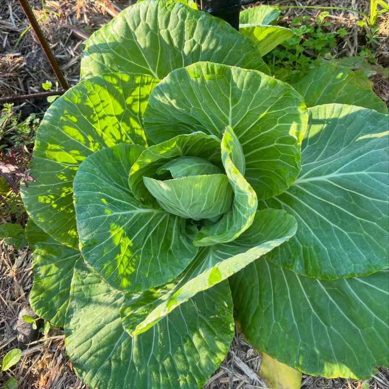 Cabbage Develops Best Before Cold Weather Arrives Cabbage Develops Best Before Cold Weather Arrives