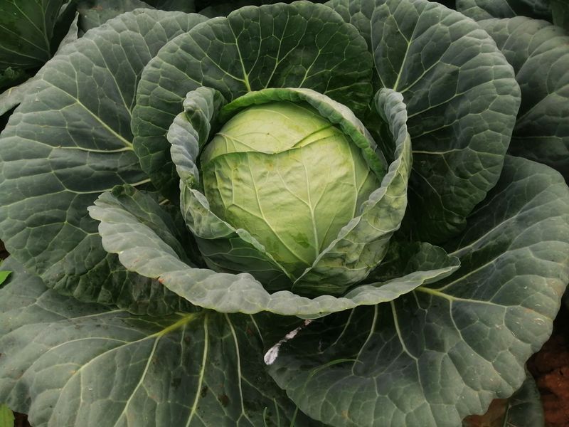 Cabbage Develops Better Flavor In Fall Cabbage Develops Better Flavor In Fall