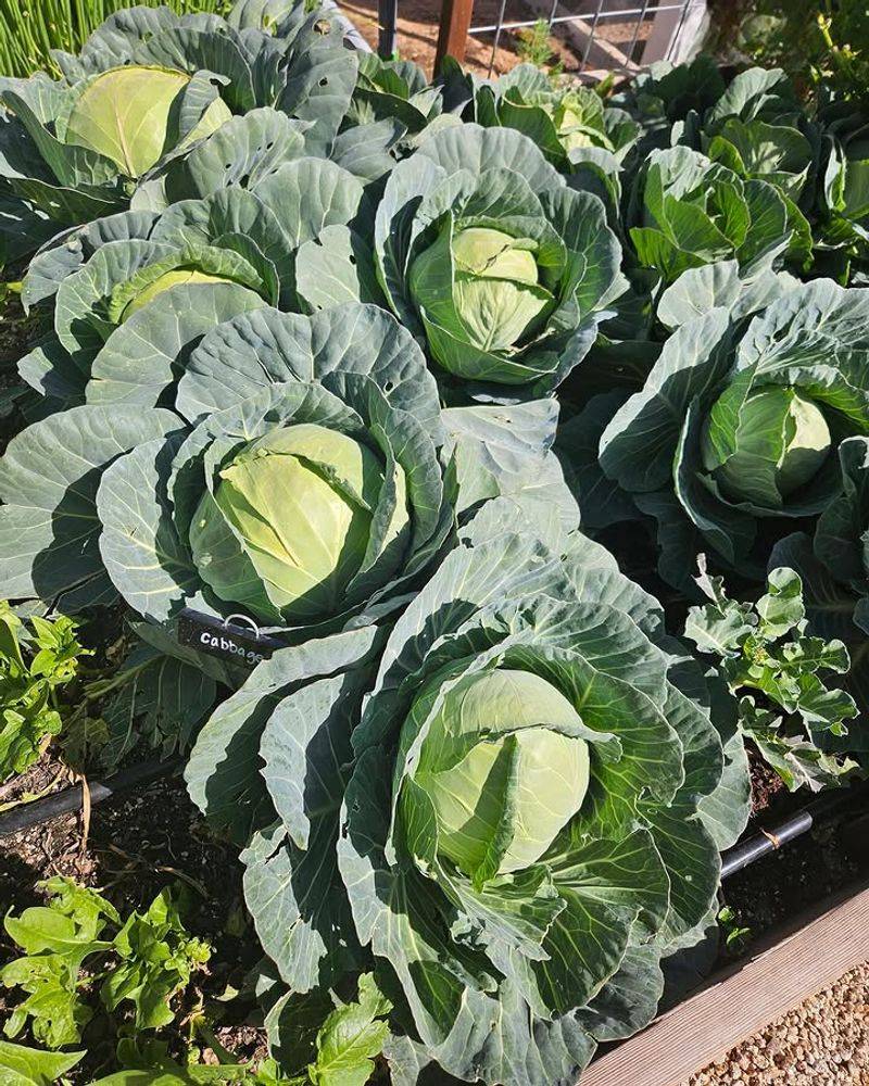 Cabbage Establishes Well In Warm Soil Cabbage Establishes Well In Warm Soil