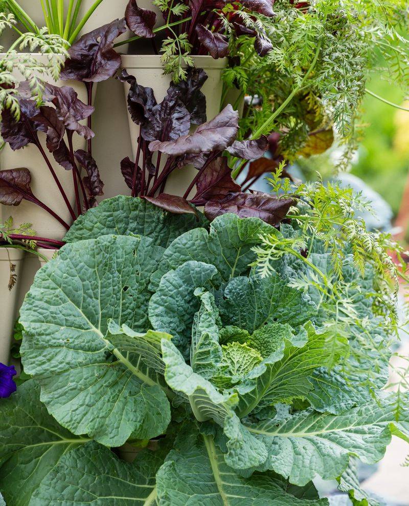 Cabbage Fits The Late August Planting Window Cabbage Fits The Late August Planting Window
