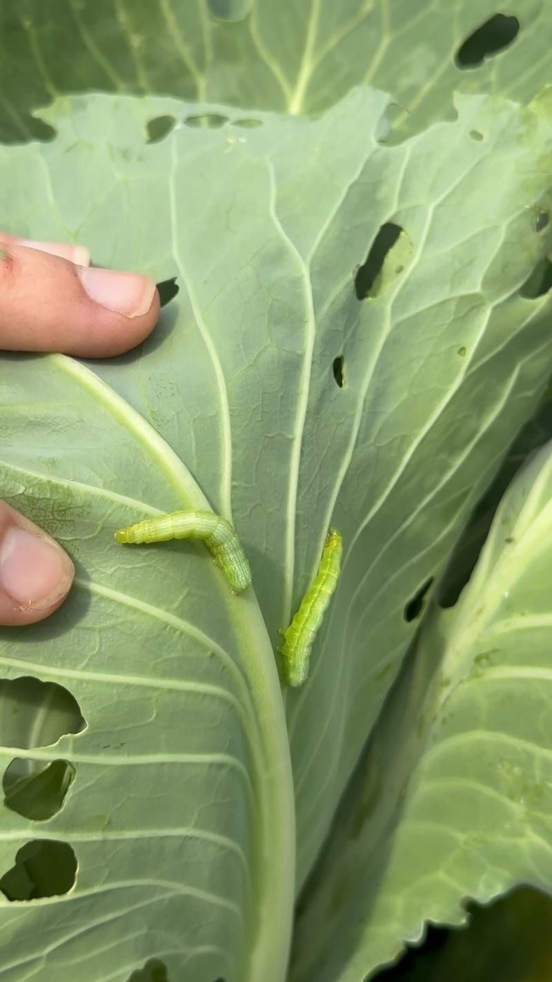 Cabbage Loopers Are Attacking Fall Brassicas Cabbage Loopers Are Attacking Fall Brassicas