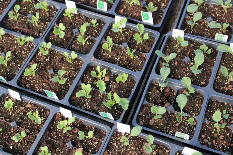 Cabbage Needs Six To Eight Weeks Indoors Cabbage Needs Six To Eight Weeks Indoors