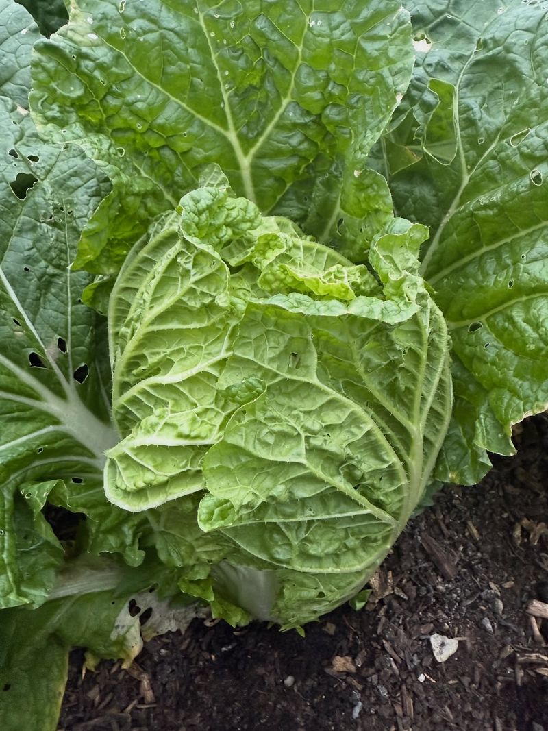 Cabbage Seeds Get Their Fall Start In Trays