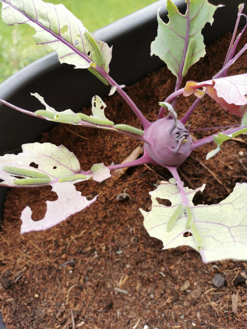 Cabbage Worms And Flea Beetles Hit Young Starts Hardest
