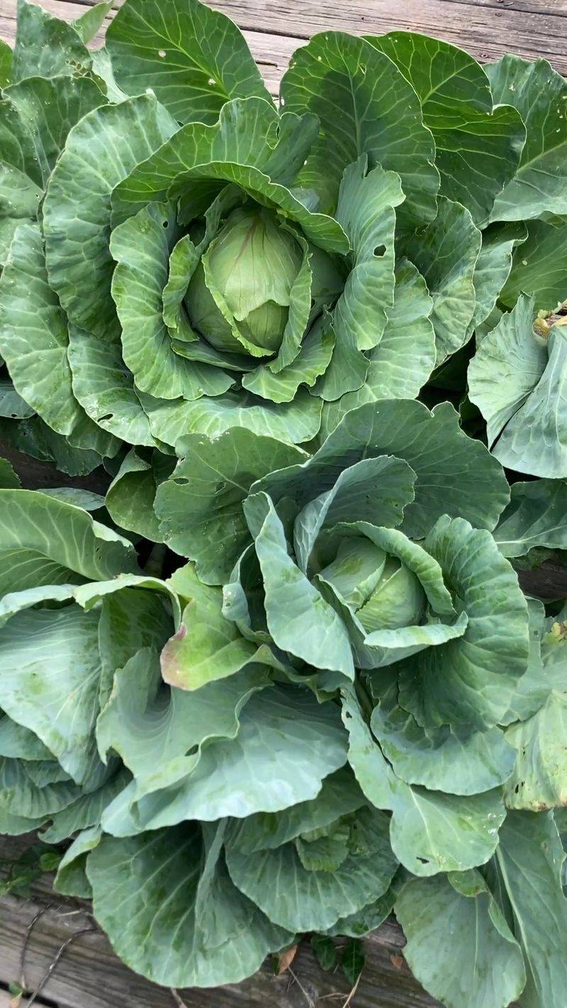 Cabbage