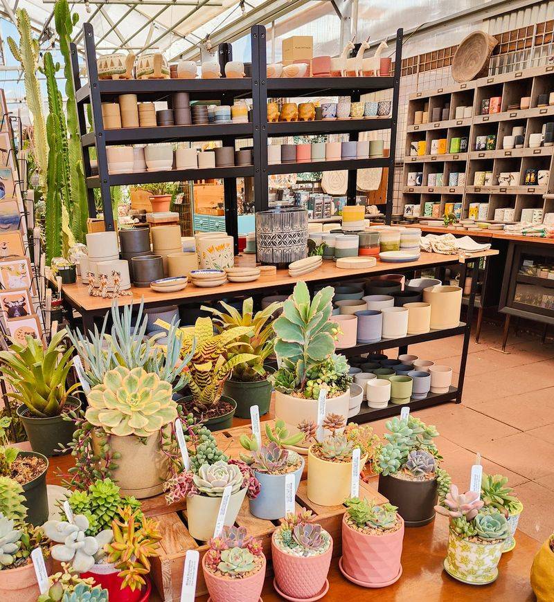 Cactus Jungle - Berkeley, California Cactus Jungle - Berkeley, California