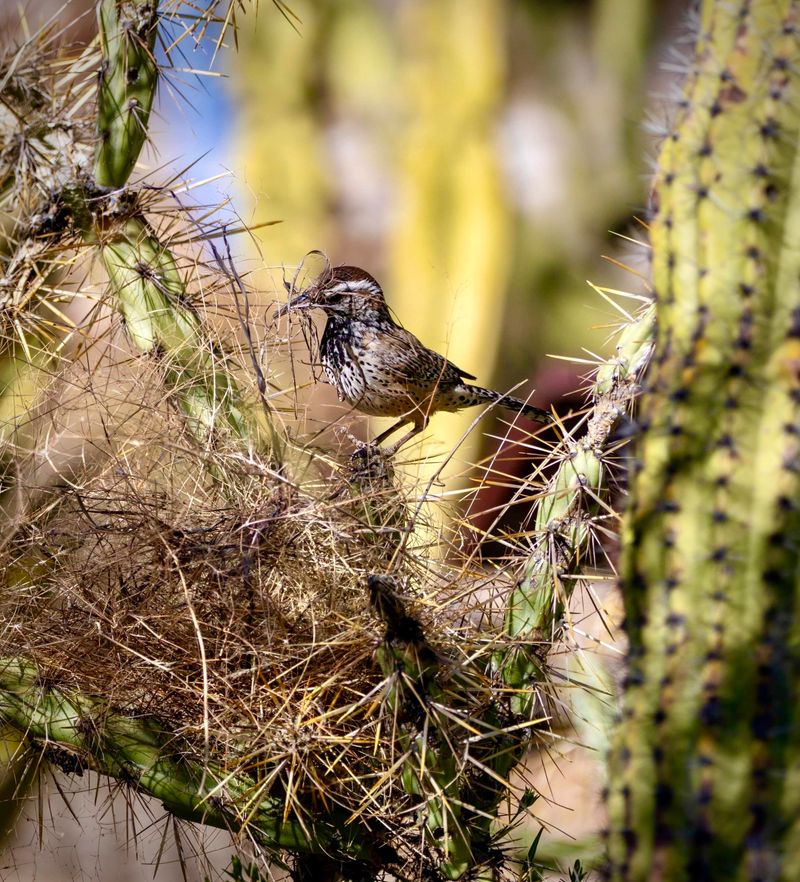 Cactus Wrens Often Stay In One Territory Cactus Wrens Often Stay In One Territory
