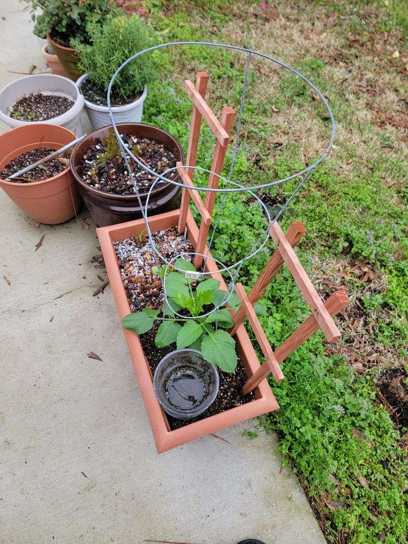 Cage Plants Before Roots Spread