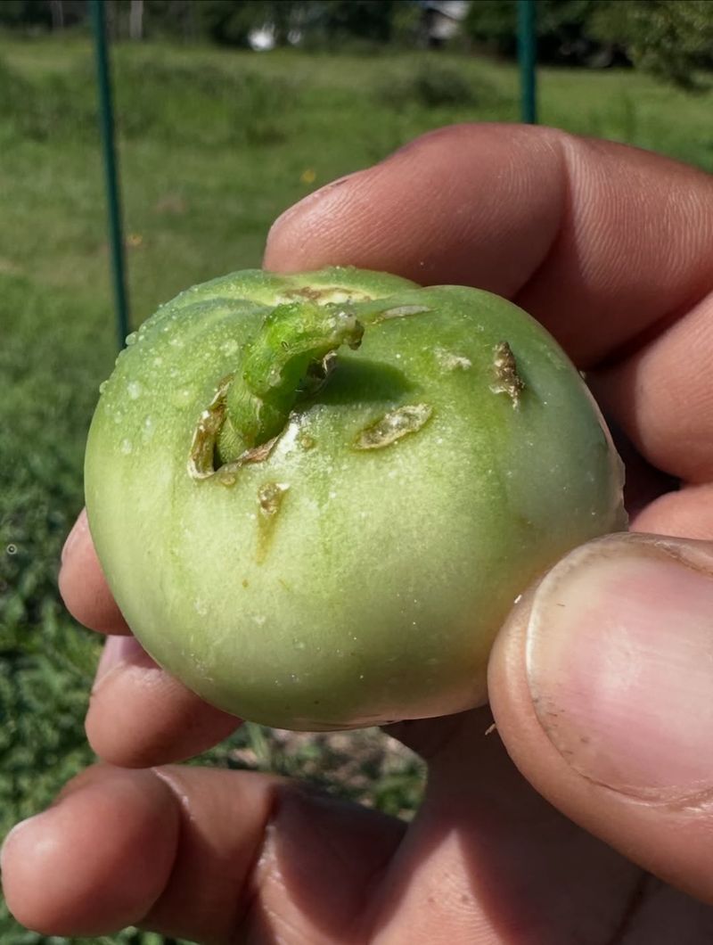Calcium Is Not Reaching New Fruit