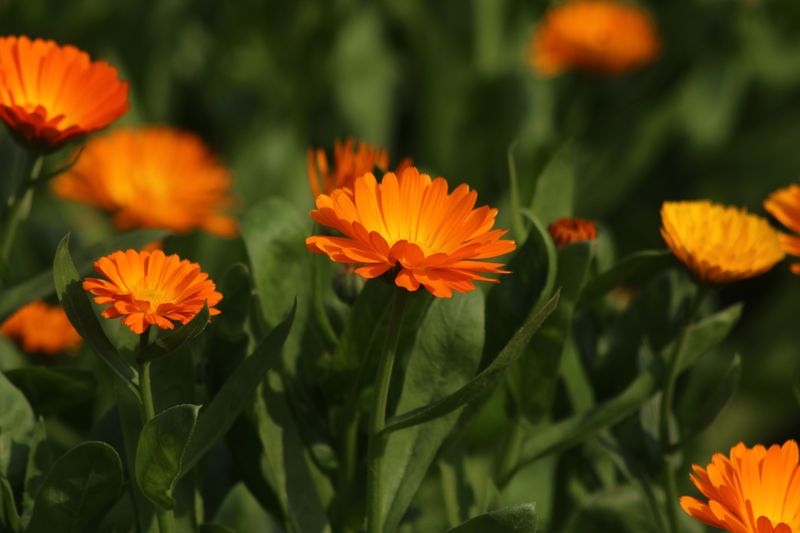 Calendula