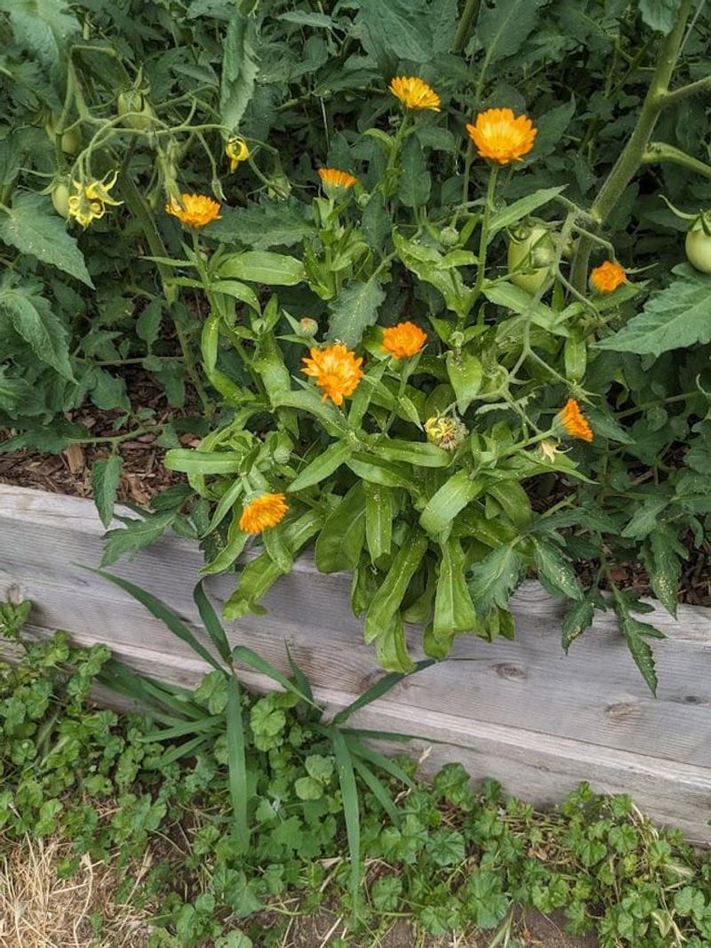 Calendula Seeds Curling Up And Ready To Pick Calendula Seeds Curling Up And Ready To Pick