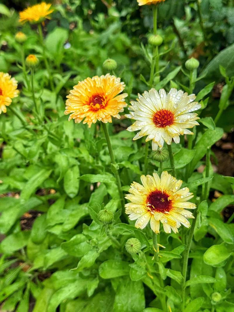Calendula Sets Seed While Cooler Fall Days Arrive