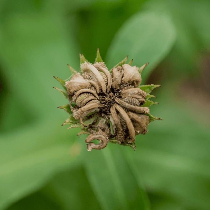 Calendula Calendula