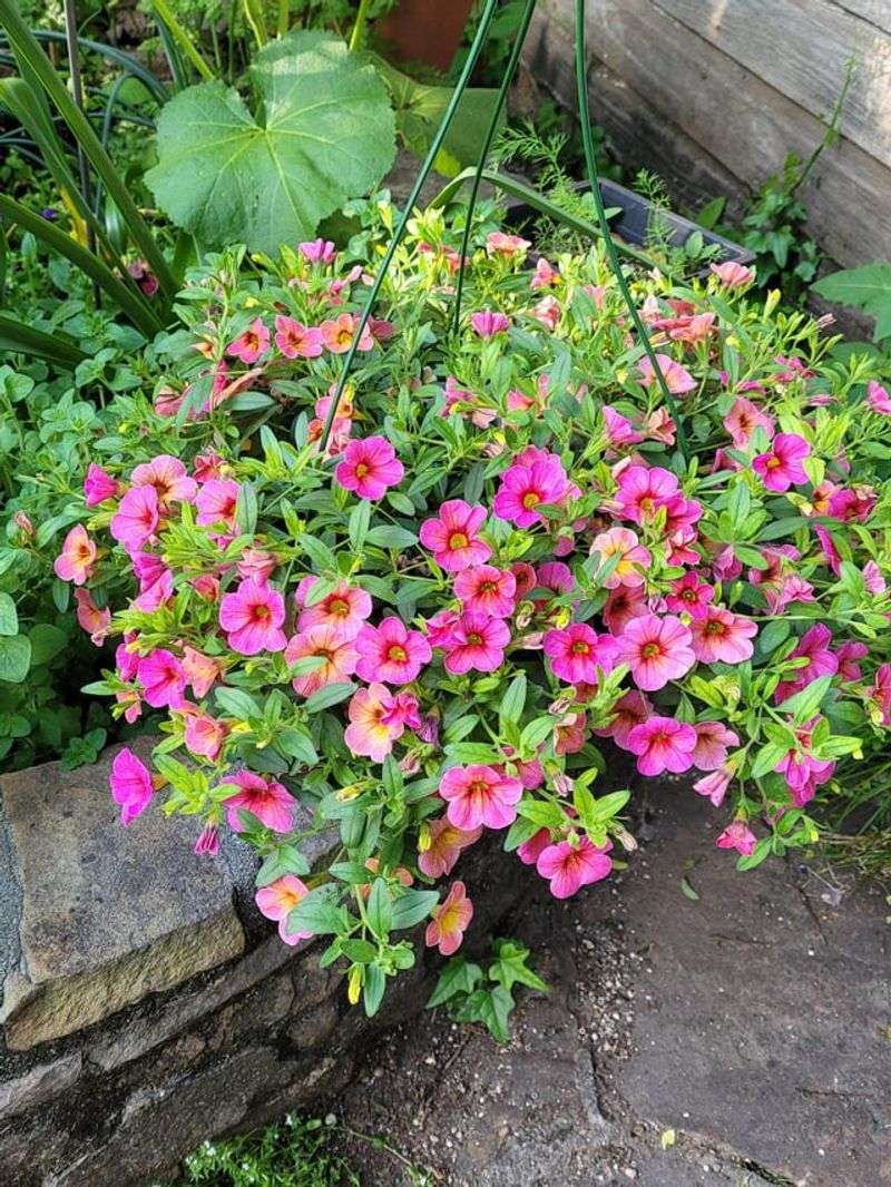 Calibrachoa Filling Containers With Nonstop Color Calibrachoa Filling Containers With Nonstop Color
