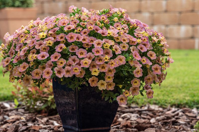 Calibrachoa Calibrachoa