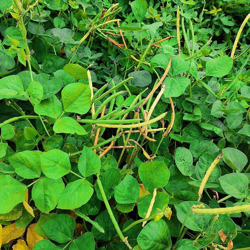 California Blackeye No. 5 Keeps Producing Through Summer Heat