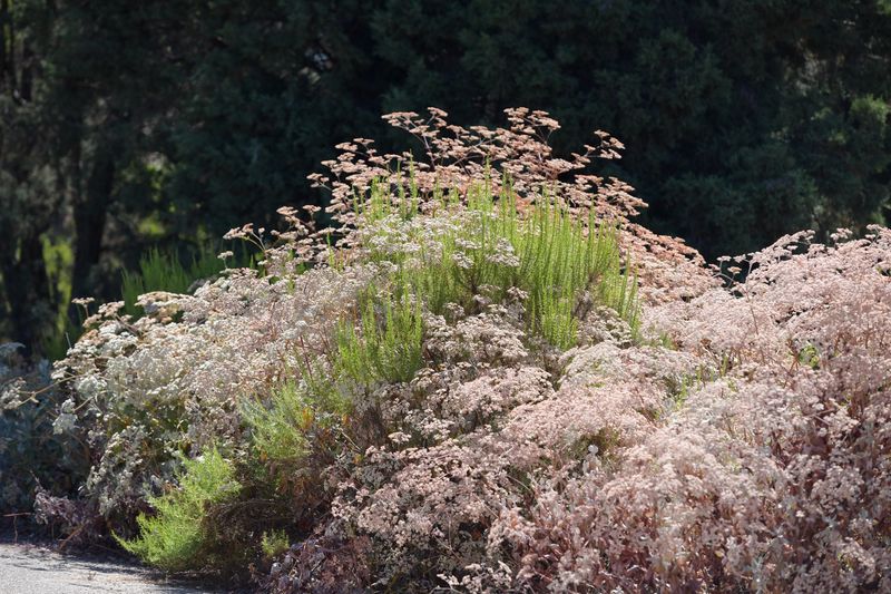 California Buckwheat Handles Hot Sunny Spots