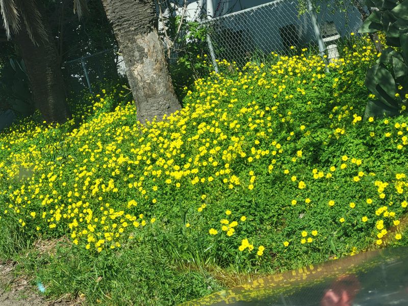 California Buttercup Can Handle Seasonally Wet Clay