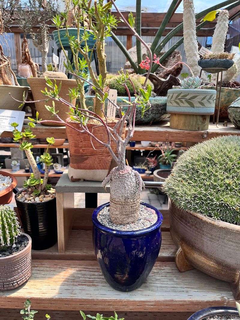 California Cactus Center - Pasadena, California California Cactus Center - Pasadena, California