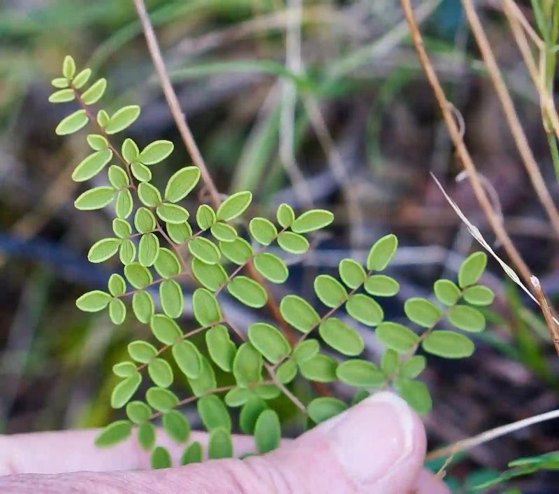 California Coffee Fern Needs Almost No Seasonal Cleanup California Coffee Fern Needs Almost No Seasonal Cleanup