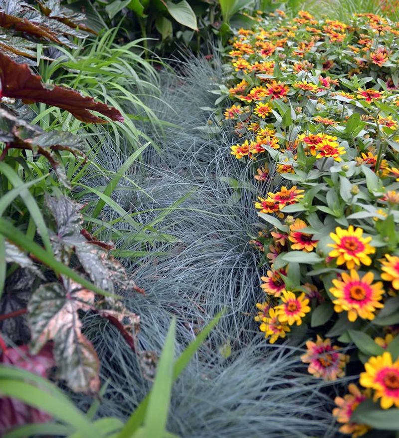 California Fescue Adds Texture Without Height