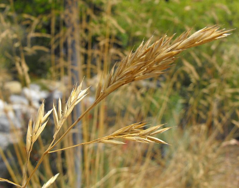 California Fescue Brings Soft Shade To Gravel