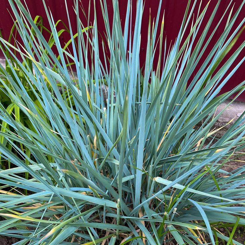 California Fescue Keeping Things Soft Without Constant Water