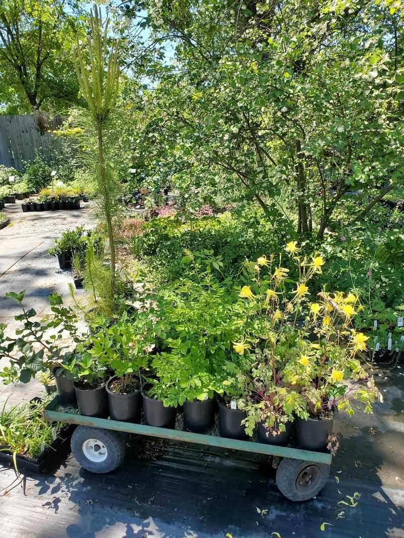 California Flora Nursery - Fulton