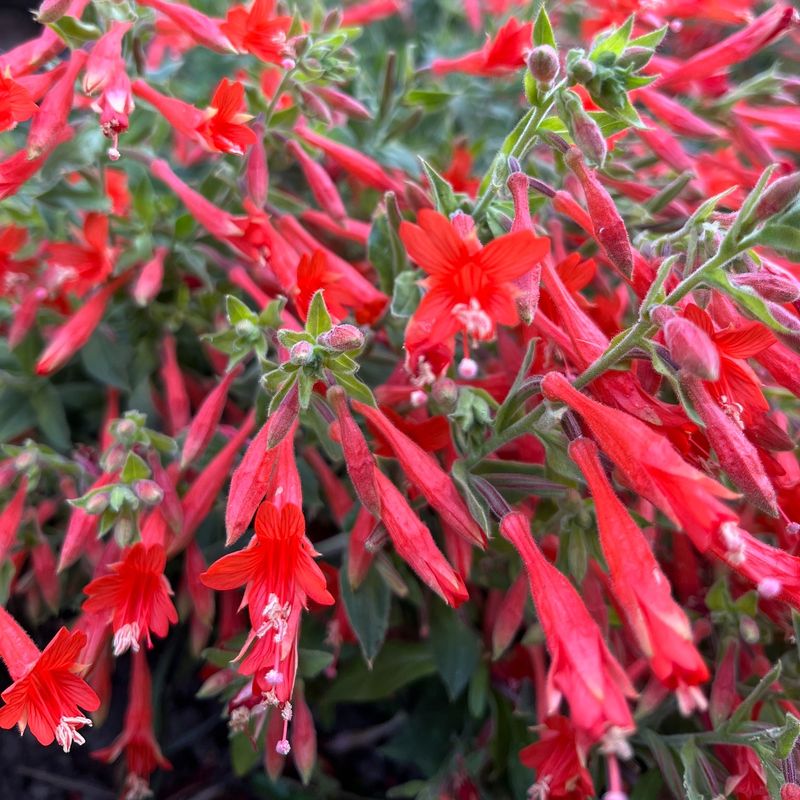 California Fuchsia Erupts In Fiery Red California Fuchsia Erupts In Fiery Red