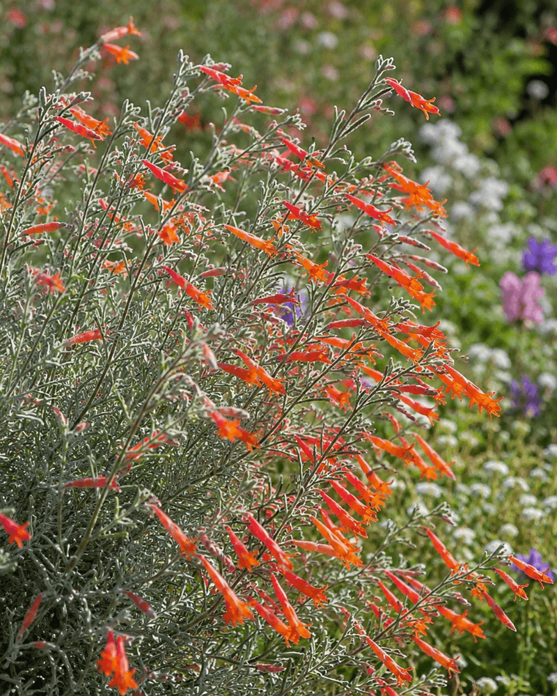 California Fuchsia Just Getting Started In Late Summer California Fuchsia Just Getting Started In Late Summer