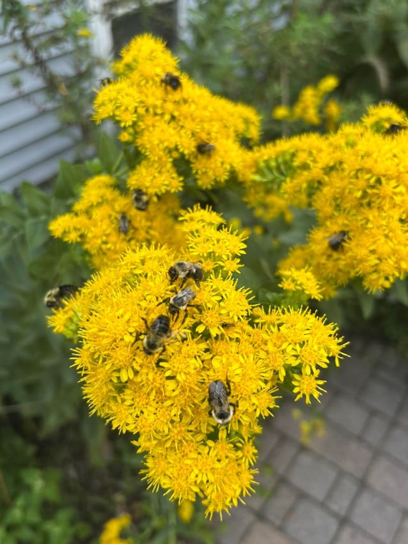 California Goldenrod Is Tough In Dense Ground