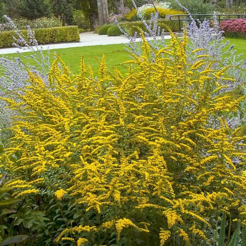 California Goldenrod Saving Its Best Show For Late Summer California Goldenrod Saving Its Best Show For Late Summer