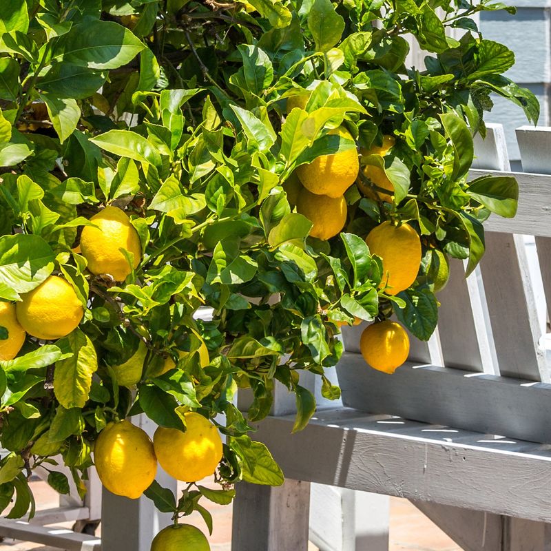 California Heat Can Shorten The Watering Gap