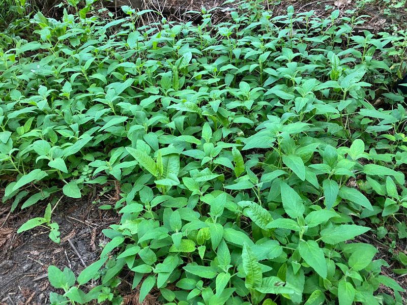 California Hedge Nettle Handles Seasonal Moisture Then Summer Dryness