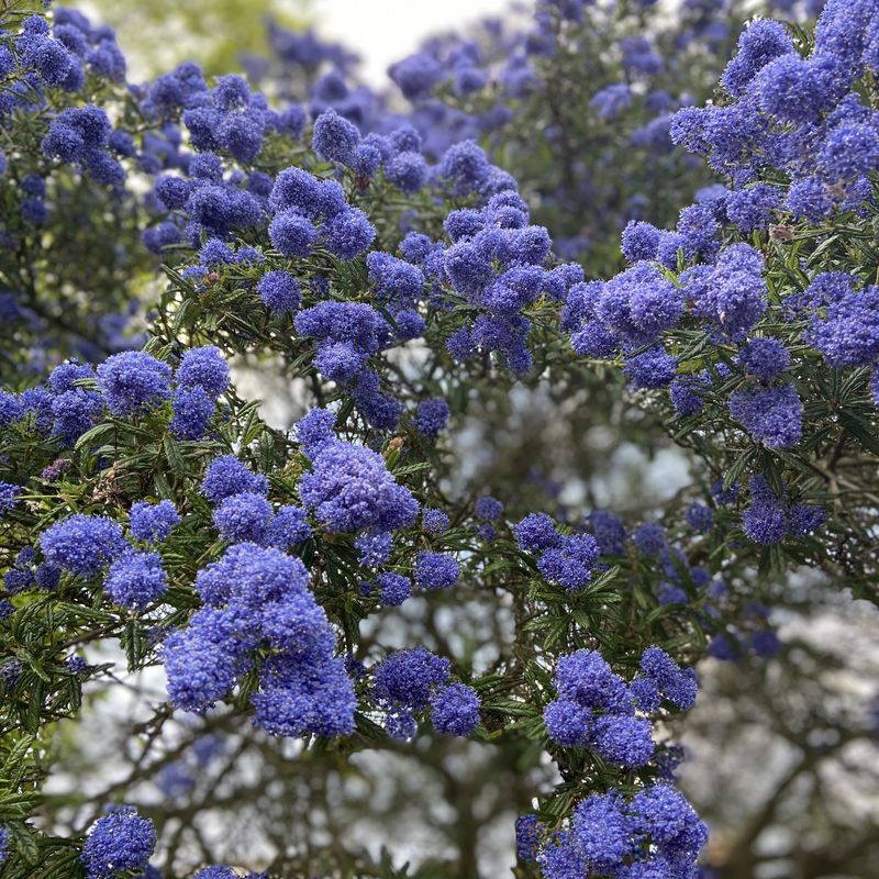 California Lilac Staying Tough Once Roots Settle In