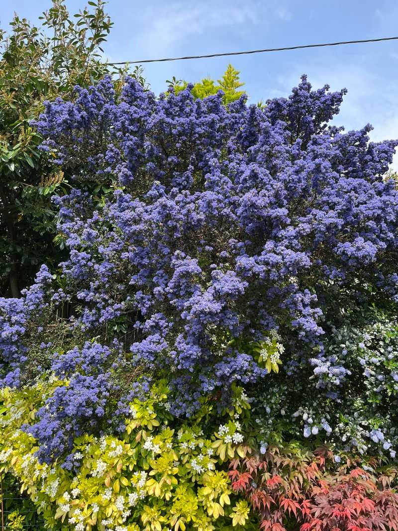 California Lilac Thriving Once The Watering Slows Down