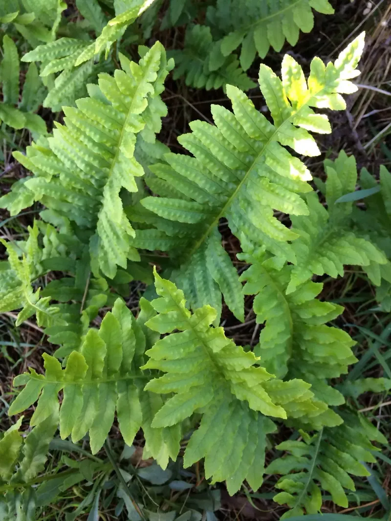 California Polypody Goes Dormant Instead Of Demanding Summer Water