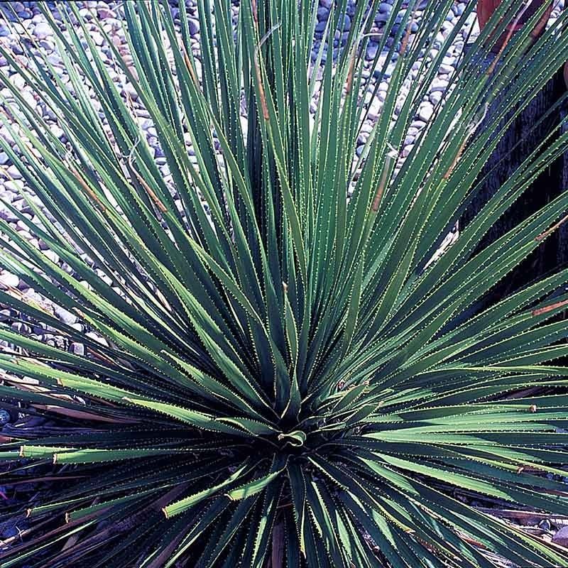 California Sotol Adds Structure Without Constant Shedding California Sotol Adds Structure Without Constant Shedding