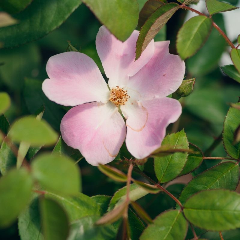 California Wild Rose Tolerates Moist Heavy Ground