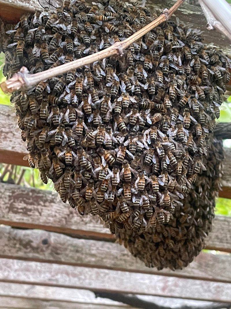 California's Warm Weather Keeps Swarm Season Going California's Warm Weather Keeps Swarm Season Going