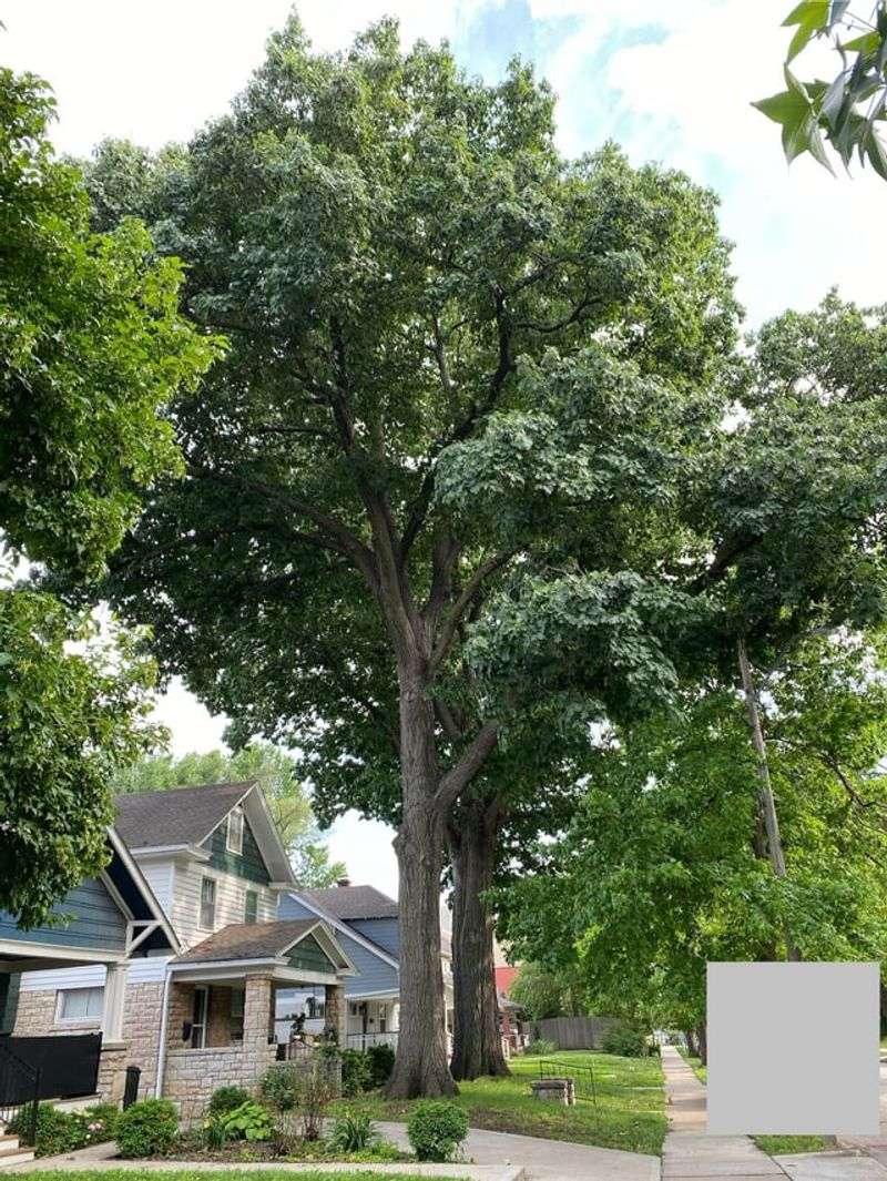 Call A Certified Arborist For Large Or High Limbs Call A Certified Arborist For Large Or High Limbs