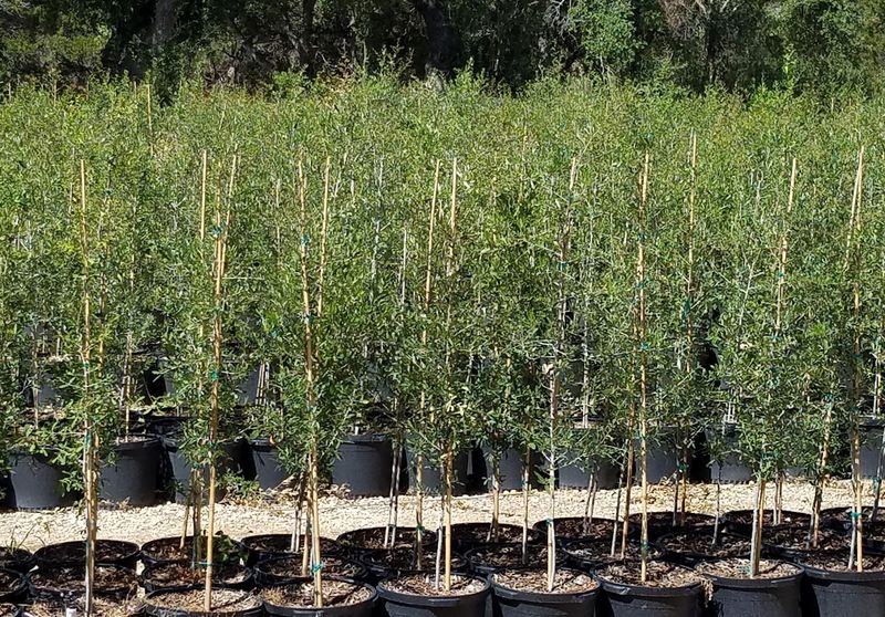 Call Ahead To LAWNS Tree Farm